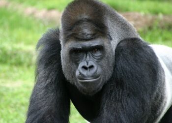 Lo malo: gorilas y kukas. Lo bueno:  poder superar esos calificativos