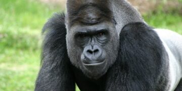 Lo malo: gorilas y kukas. Lo bueno:  poder superar esos calificativos