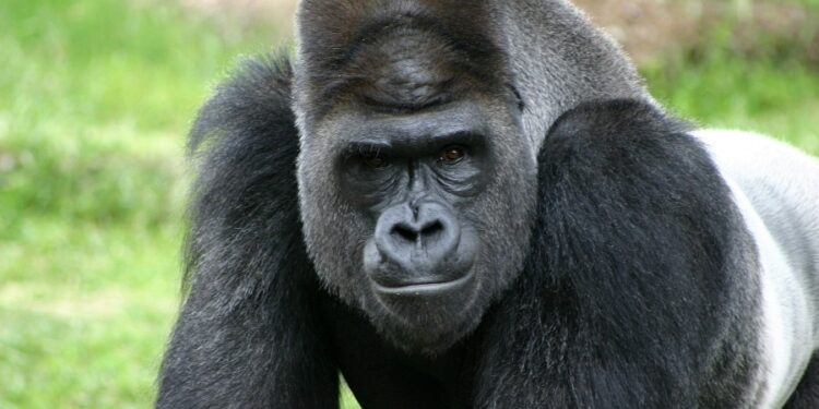 Lo malo: gorilas y kukas. Lo bueno:  poder superar esos calificativos